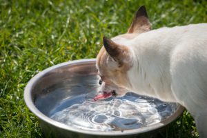 chihuahua-drinking-water